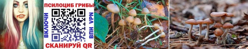 Галлюциногенные грибы GOLDEN TEACHER Миллерово
