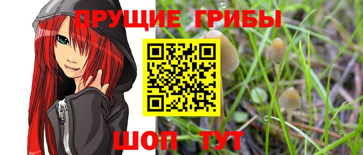 Миллерово  Псилоцибиновые грибы Psilocybe  Вход с VPN 